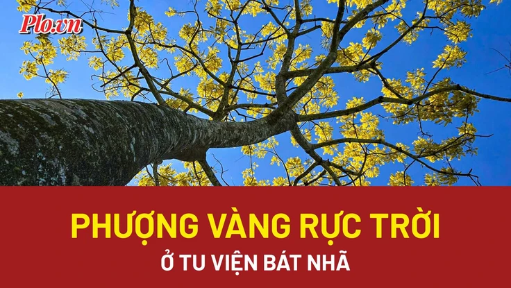 Video: Ngắm phượng vàng rực trời ở Tu viện Bát Nhã, Lâm Đồng