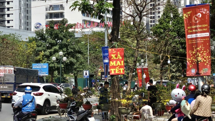 Đào, mai, quất đồng loạt xả hàng, ly kép lên ngôi, hút khách mua