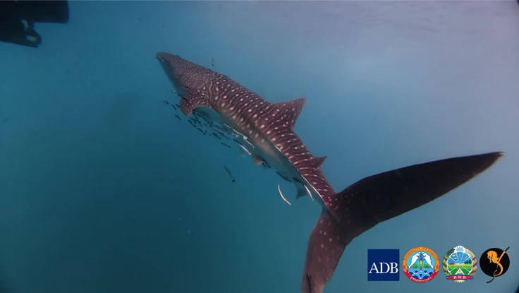 ẢNH-VIDEO: Cận cảnh 'khủng long sống' khổng lồ bất ngờ trồi lên ngoài khơi Campuchia