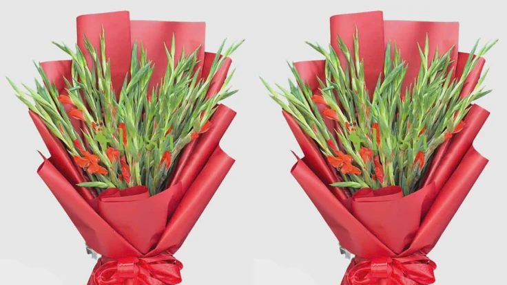 Vì sao hoa lay ơn được chọn để trao tặng trong các nghi thức trang trọng?