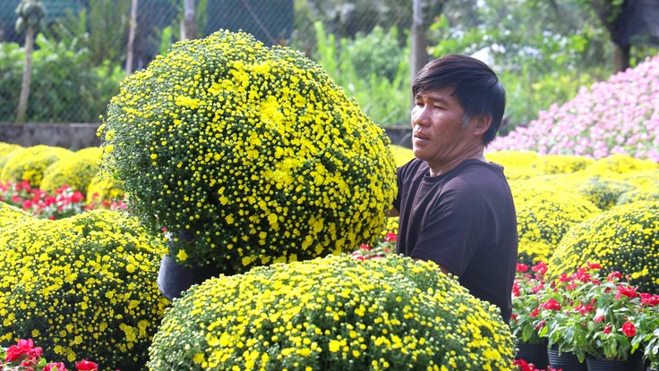 Cúc mâm xôi bung nụ trước Tết, người trồng đứng ngồi không yên