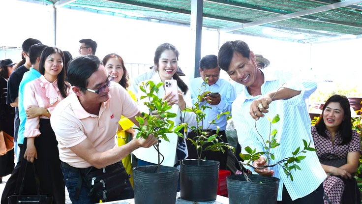 Giữ hồn mai Tết giữa kỷ nguyên số ở làng mai Tân Tây