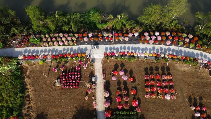 Theo bước mùa xuân ở làng hoa giấy lớn nhất Vĩnh Long