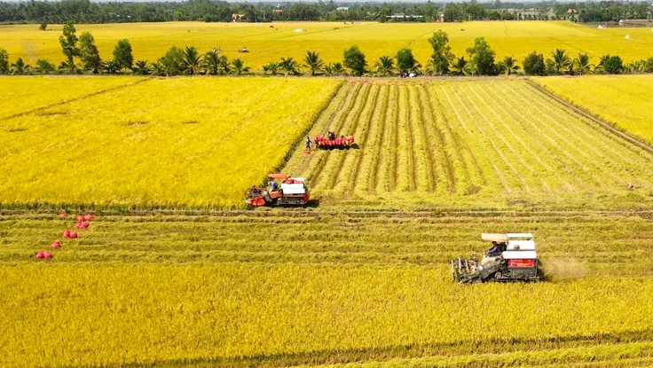 Nông sản rớt giá, chi phí leo thang, nông dân Tây Ninh với nỗi lo bỏ ruộng