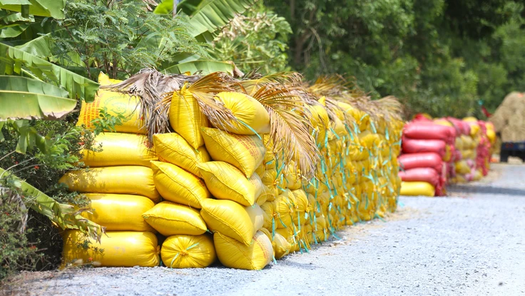 Lúa chất đầy bờ, nông dân “đứng ngồi không yên”