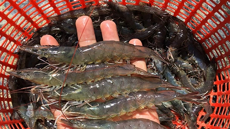 Góc nhìn pháp lý việc dừng bảo hộ, chỉ dẫn địa lý cho tôm Bình Thuận 