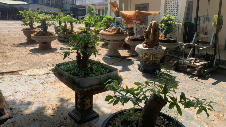 Góc nhìn pháp lý vụ xử phạt và tịch thu 42 cây mai vàng ở Côn Đảo