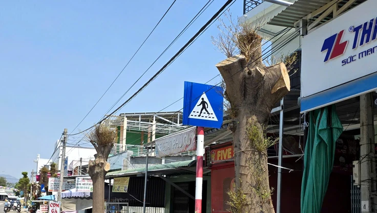 Khánh Hòa: Tỉa nhánh 'quá tay' khiến hàng cây xanh đẹp bị cắt trụi 