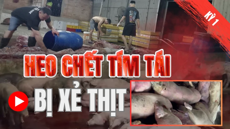 Điều tra: Thịt bẩn luồn lách đến bữa ăn - Kỳ 1: Heo chết tím tái bị xẻ thịt