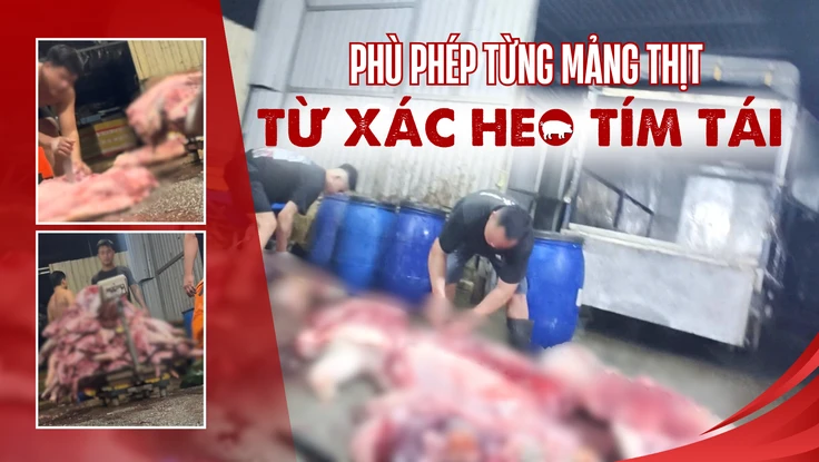 Điều tra: Thịt bẩn luồn lách đến bữa ăn - Kỳ 1: Thâm nhập lò mổ heo chết