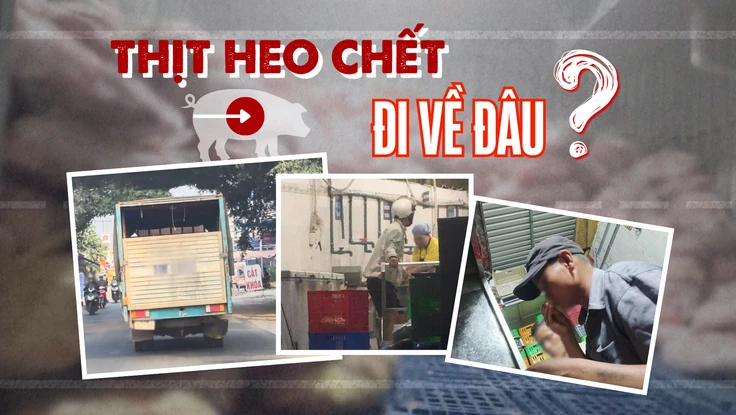 Điều tra: Thịt bẩn luồn lách đến bữa ăn - Kỳ 2: Đường đi của xe chở thịt heo chết lúc rạng sáng