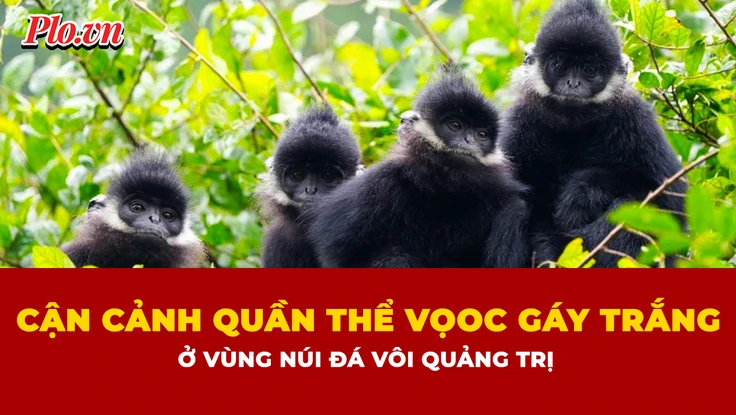 Ngắm đàn voọc gáy trắng quý hiếm hơn 200 con ở vùng núi đá vôi Quảng Trị