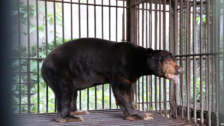 Chùm ảnh cứu hộ 4 con gấu từ TP.HCM đưa về Bạch Mã