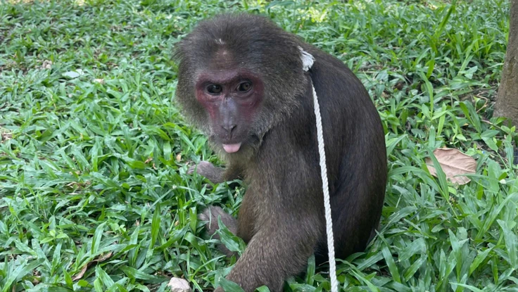 Phát hiện khỉ mặt đỏ quý hiếm đi lạc vào chùa ở Huế