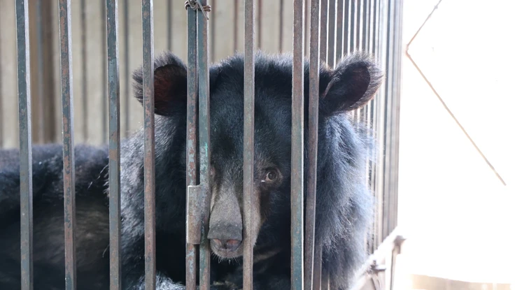 Cứu hộ thành công 2 con gấu ngựa nuôi nhốt tại Nghệ An