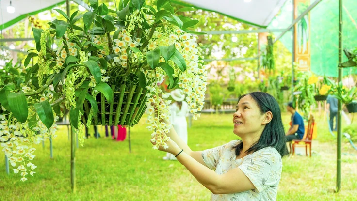 Ngắm hàng ngàn giò lan khoe sắc trong Đại nội Huế