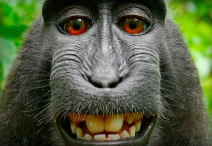 Động vật và mối nguy hại cho Internet