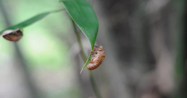 Cách chụp ảnh xóa phông bằng Google Camera