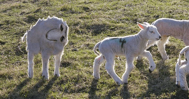 Những hình ảnh chết cười khi bạn có cha giỏi Photoshop