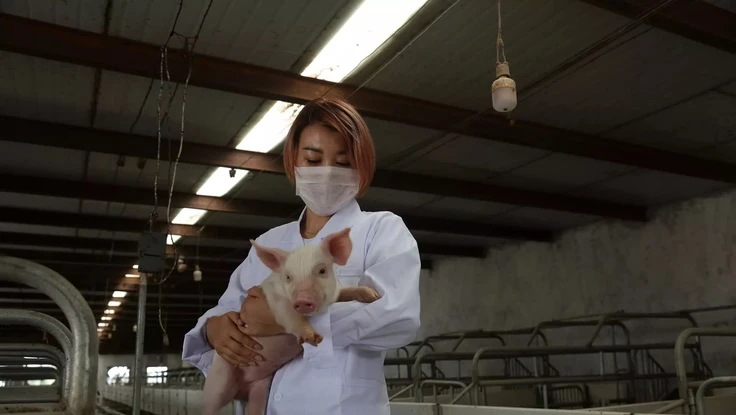 Huawei chuyển sang phát triển công nghệ hỗ trợ chăn nuôi heo?