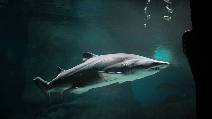 Ứng dụng chống virus chứa phần mềm độc hại, bạn nên gỡ ngay lập tức 