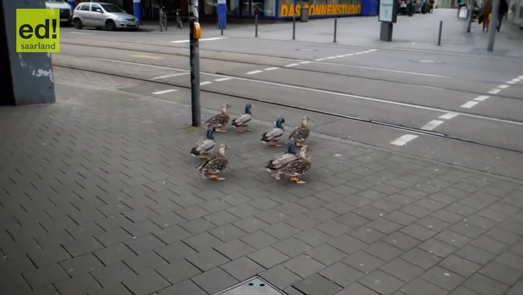 Những chú vịt 'am hiểu' luật giao thông