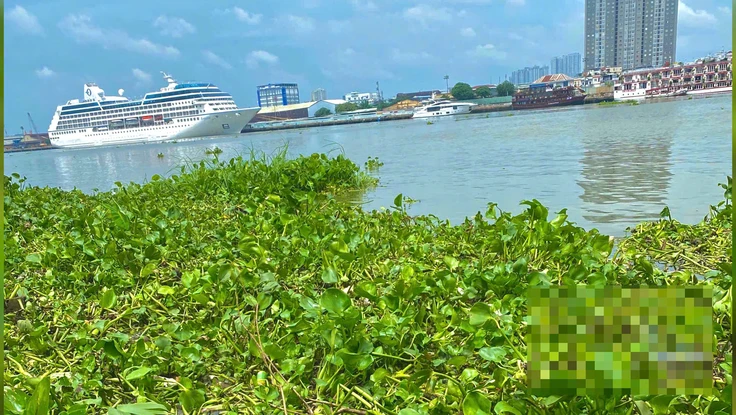 Công an điều tra vụ thi thể thai nhi được phát hiện bên bờ sông ở TP Thủ Đức