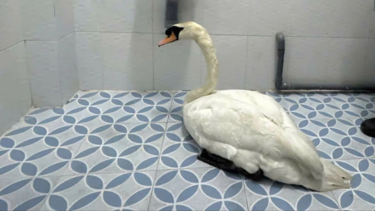 Công an phường Sài Gòn nhanh chóng truy xét, giải cứu thiên nga bị trộm tại Thảo Cầm viên