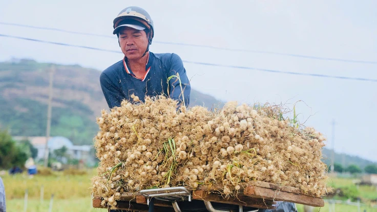 Tỏi Lý Sơn rớt giá chỉ còn 30.000 đồng/kg, nông dân lo sốt vó