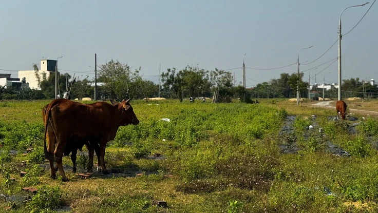 Dự án 185 tỉ đồng ở Quảng Ngãi để thả bò, trồng rau