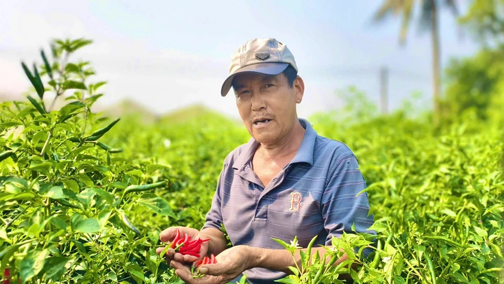 Ớt rớt giá thảm hại, chính quyền Quảng Ngãi kêu gọi hỗ trợ tiêu thụ