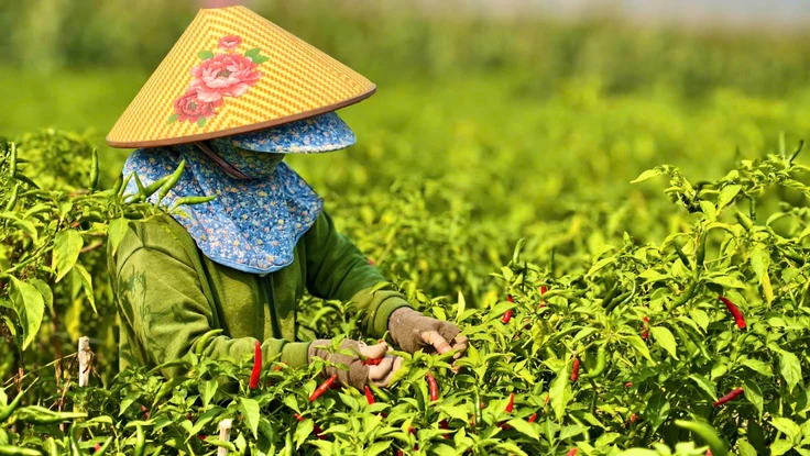 Quảng Ngãi: Ớt chín đỏ đồng, rớt giá thê thảm hơn chục lần