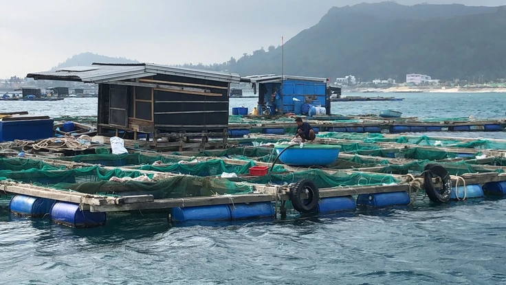 Cá bớp chết hàng loạt ở Lý Sơn: Do vi khuẩn cao, nước thiếu oxy