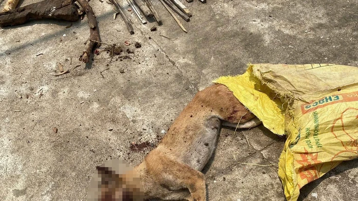 Chó cắn 4 người ở Quảng Ngãi dương tính vi rút dại