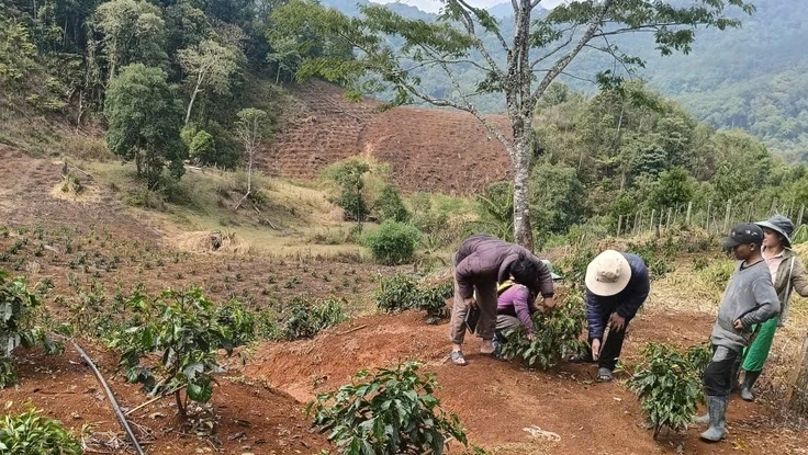 Quảng Ngãi: Mưa đá dồn dập ở vùng cao Tu Mơ Rông, 5 ha cây trồng dập nát