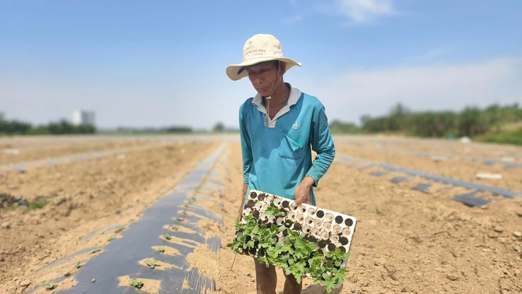 Nửa năm bám bãi bồi, nửa năm ngược Tây Nguyên theo những mùa dưa hấu