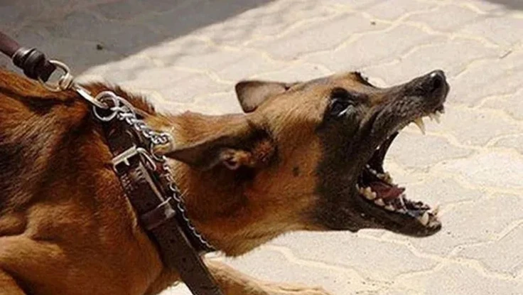 Bé 6 tuổi tử vong sau 3 tháng bị chó cắn vào tay