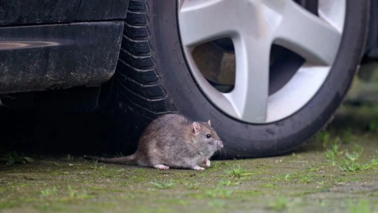 Chuyên gia giải thích sự thật về vỏ dây điện làm từ đậu nành trên ô tô