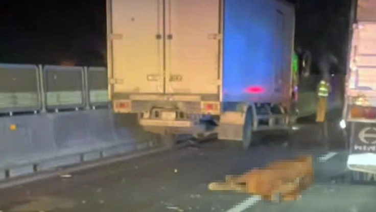 Cao tốc Vĩnh Hảo - Phan Thiết hỗn loạn vì đàn bò 'đại náo' xuyên đêm