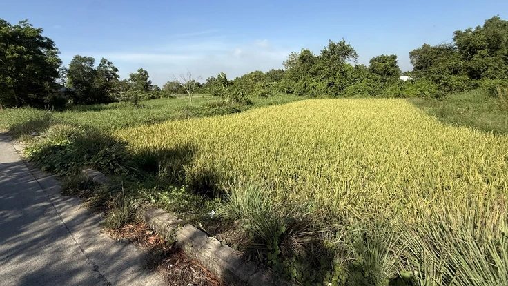 TP.HCM ban hành danh mục cây lâu năm được trồng trên đất lúa