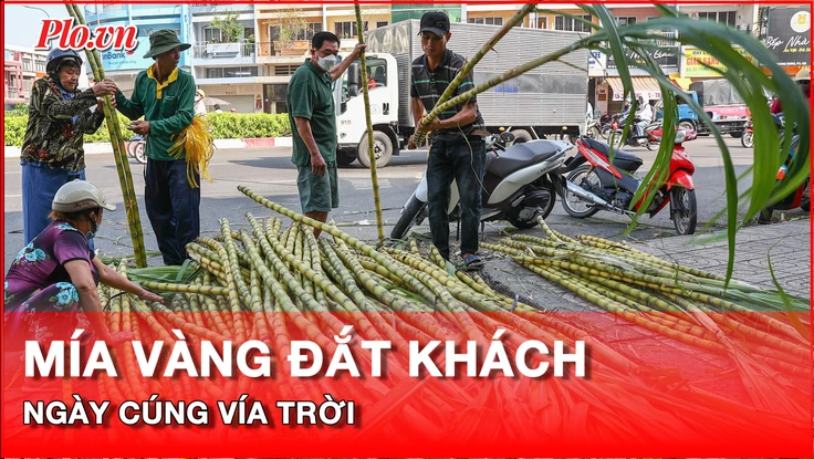 Mía vàng đắt khách trước ngày cúng vía Ngọc Hoàng mùng 9 tháng Giêng