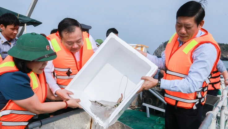 Hơn 2,5 triệu con giống thủy sản được thả trên vùng biển Cát Bà