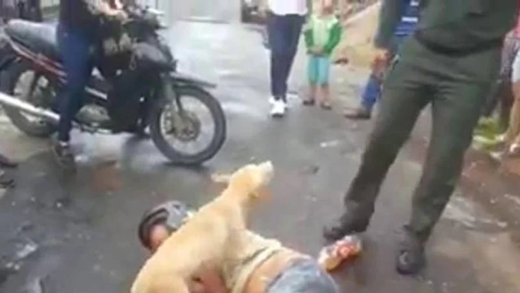 Cảm động chú chó quyết bảo vệ chủ nằm giữa đường