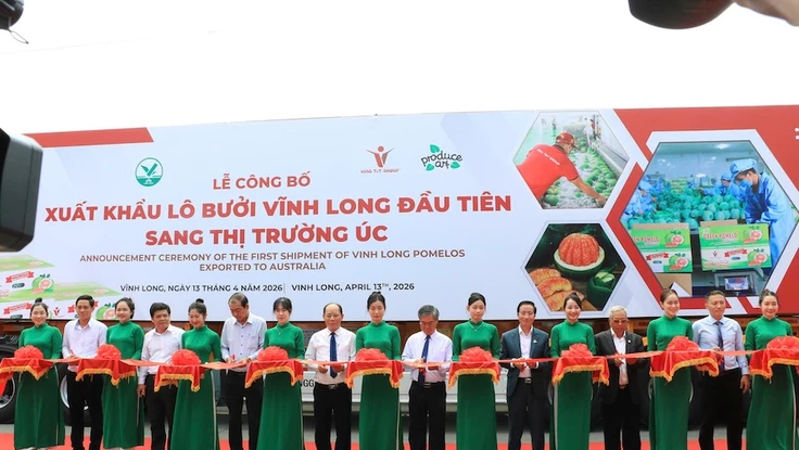 Xuất khẩu lô bưởi da xanh đầu tiên sang Úc, mở ra cơ hội triệu đô