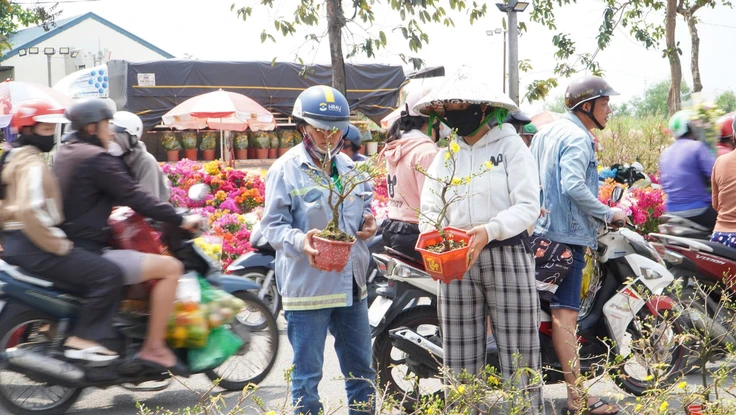 Mai mini giá rẻ hút khách tại các chợ hoa xuân ở TP.HCM