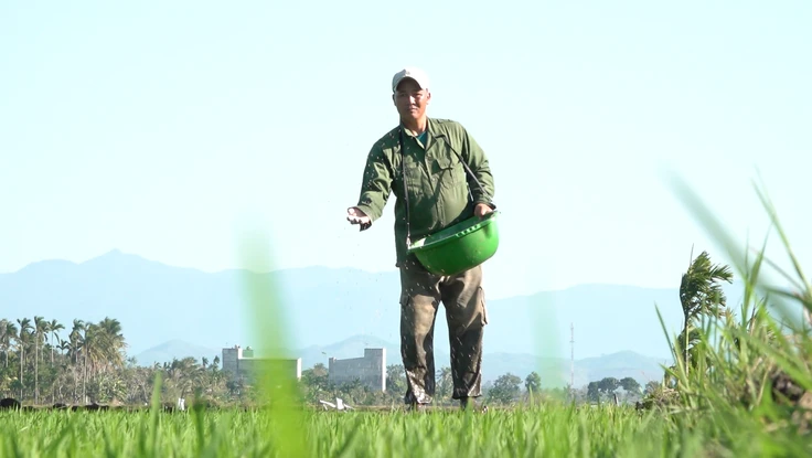 Doanh nghiệp và nông dân tìm cách ứng phó khi giá phân bón leo thang