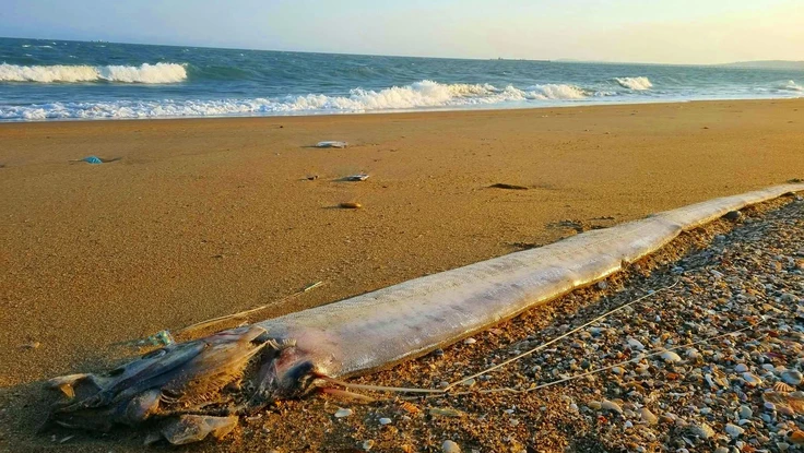 Thêm 1 con cá hố rồng khổng lồ tấp vào bờ biển Lâm Đồng