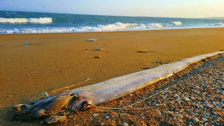 5 con cá hố rồng liên tiếp dạt bờ biển Lâm Đồng và lời kể của nhà báo về bản tin 52 năm trước