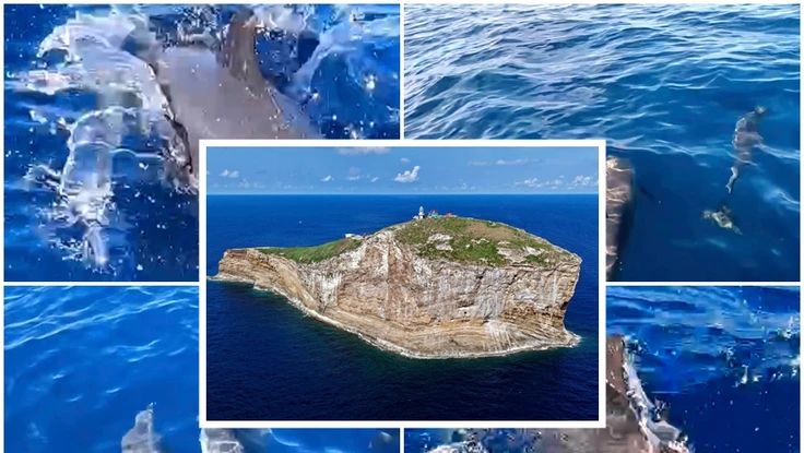 Từ Hòn Tranh đến Hòn Hải: Cá heo dồn dập xuất hiện, chuyện gì đang xảy ra?