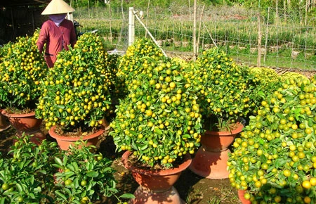Chợ xuân Bến Tre quê tôi